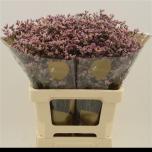 Limonium Parkjuur Blush Diamond 60cm