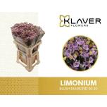 Limonium Parkjuur Blush Diamond 60cm