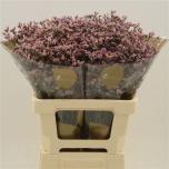 Limonium Parkjuur Blush Diamond 60cm