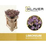 Limonium Parkjuur Blush Diamond 70cm