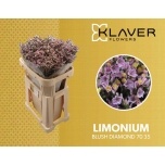 Limonium Parkjuur Blush Diamond 70cm