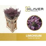 Limonium Parkjuur Piuma Sky 80cm