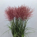 Miscanthus Siidpööris Red Cloud 90cm