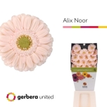 Gerbera MINI Alix-Noor*20