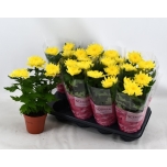 Chrysanthemum indi Krüsanteem supernova yellow 13cm