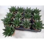 Gasteria ´D Due´ 8,5cm