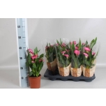 Zantedeschia Kalla Zazu 13cm