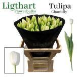 Tulp si Chantilly