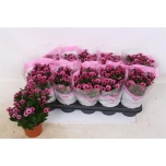 Chrysanthemum indi grp yin yang purple 12cm