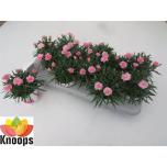 Dianthus Nelk I love u 11cm