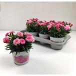 Dianthus Nelk I love u 14cm