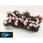 Dianthus Nelk I love u 10,5cm