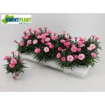 Dianthus Nelk I love u 10,5cm