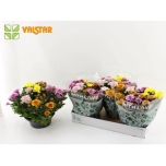 Chrysanthemum indi Krüsanteem elixer 23cm