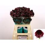 Scabiosa 60cm sweet cherry scoop