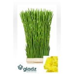 Gladiolus Gladiool Bra Val 130cm