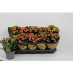 Kalanchoe bridget 12cm