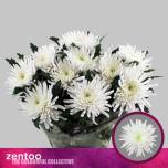 Chrysanthemum Krüsanteem BL Topspin*10