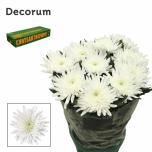 Chrysanthemum Krüsanteem BL Topspin*10