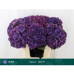 Hydrangea Hortensia Royal Opera 80cm*5