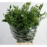 Ruscus Itaalia 70cm (pk)