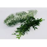 Ruscus Itaalia 70cm (pk)