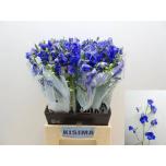 Delphinium Kukekannus Sunshine 50cm