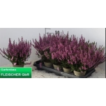 Calluna vulg Kanarbik garden girls other 11cm