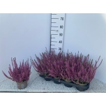 Calluna vulg Kanarbik garden girls other 13cm