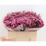 Chamelaucium Wax flower Purple Rain 50cm