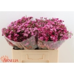 Chamelaucium Wax flower Purple Rain 55cm