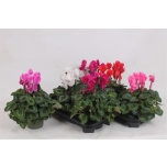 Cyclamen pers Alpikann large flower super series leopar 13cm