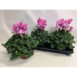 Cyclamen pers Alpikann large flower super series leopar 15cm