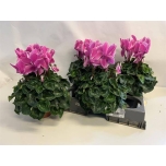 Cyclamen pers Alpikann large flower super series leopar 15cm