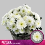 Chrysanthemum Krüsanteem SP Pastela White*5