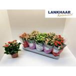 Kalanchoe blos Kalanhoe double perfecta mix 3 12cm