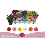 Kalanchoe blos Kalanhoe double perfecta mix 10,5cm