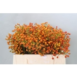 Rosebottle Kibuvits Prinsberry Orange 30cm