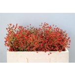 Rosebottle Kibuvits Prinsberry Fire 50cm