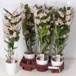 Dendrobium nobile bright eyes 12cm