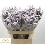 Limonium Parkjuur Tessa Lavender 80cm