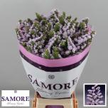 Limonium Parkjuur Tessa Lavender 80cm