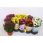 Chrysanthemum indicum grp milkshake gemengd 12cm