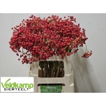 Viburnum Opulus Compactum 60cm