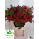 Viburnum Opulus Compactum 80cm