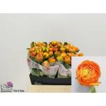 Ranunculus Tulikas Dolcevita Orange