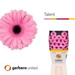 Gerbera MINI Talent*20