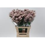 Limonium Parkjuur Apricot Sun Birds 70cm