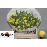 Tulp do Redemption