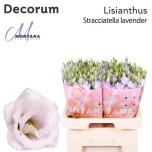 Eustoma Preeriakell Stracciate Lavender